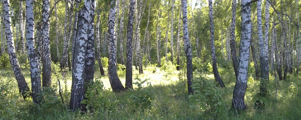 
            Фотография Приволья