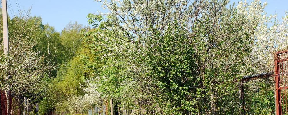 
            Фотография Нивок