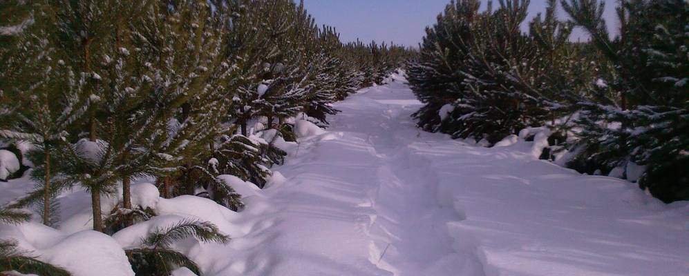 
            Фотография Дубынки