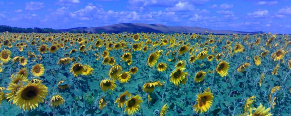 
            Фотография Канчерово