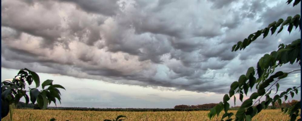 
            Фотография Колосистого