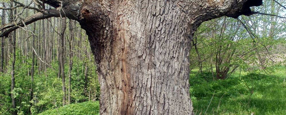 Фотография Красногорки