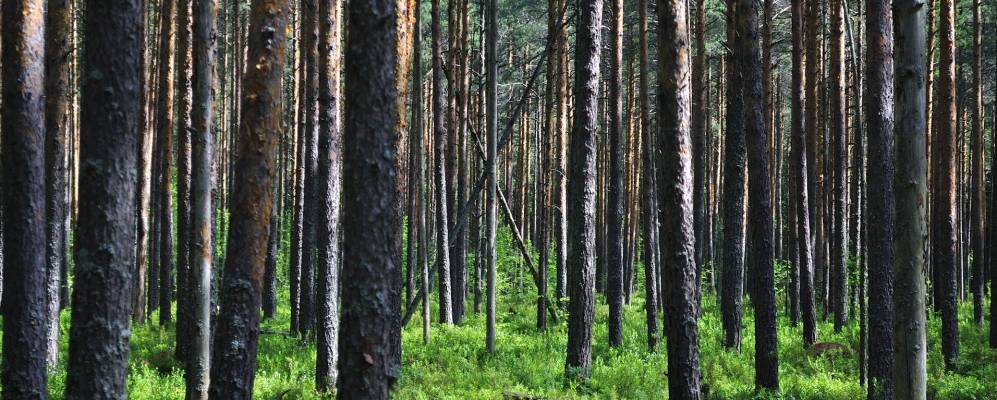 
            Фотография Лентьево