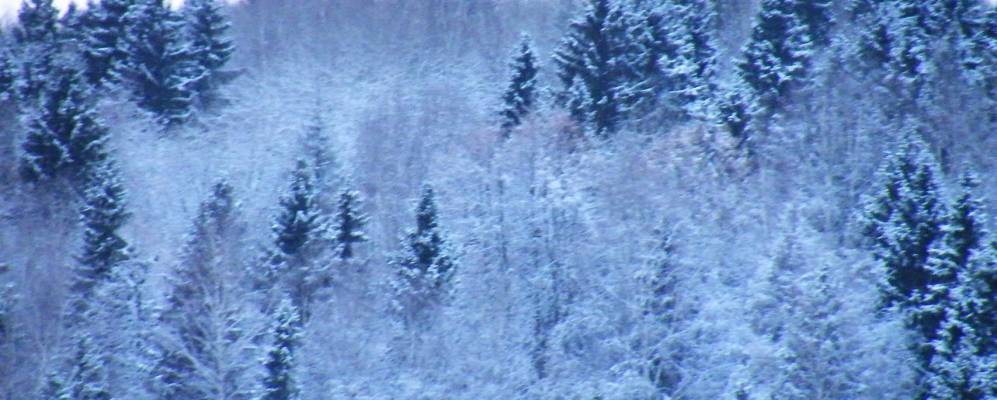 
            Фотография Василево