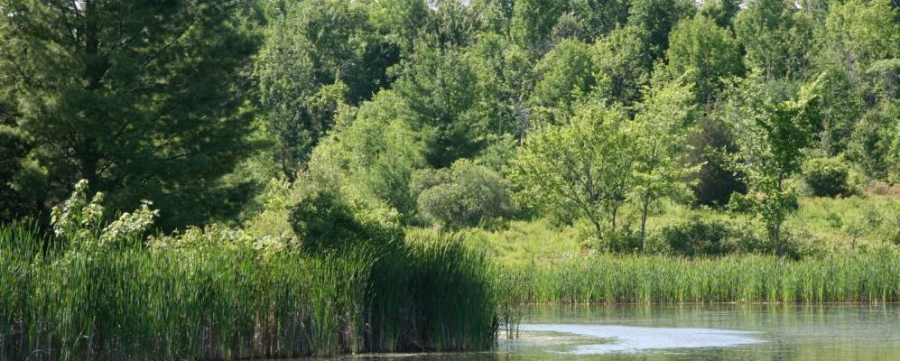 
            Фотография Коблескилла