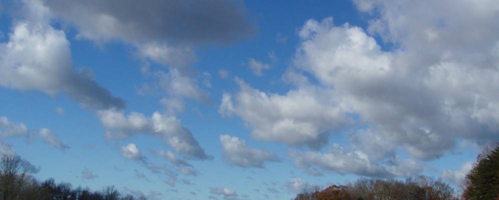 
            Фотография Китайская Гроува