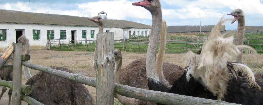 Фотография Ятвези