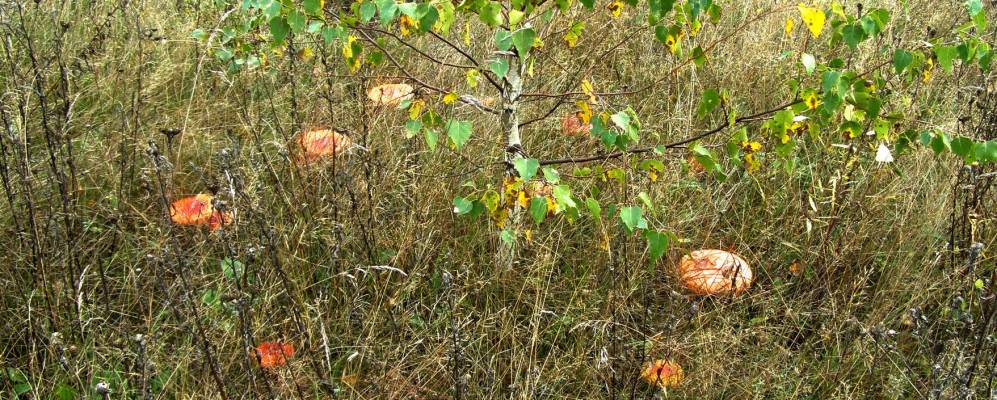 
            Фотография Байково