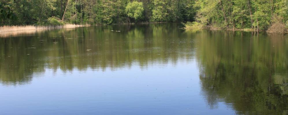 
            Фотография Поноры