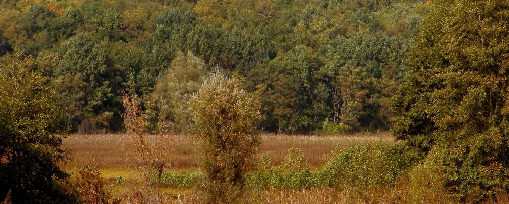 
            Фотография Горишнего