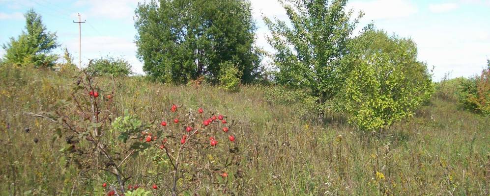 
            Фотография Весёлой Деревни