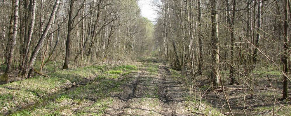 Фотография Митинки