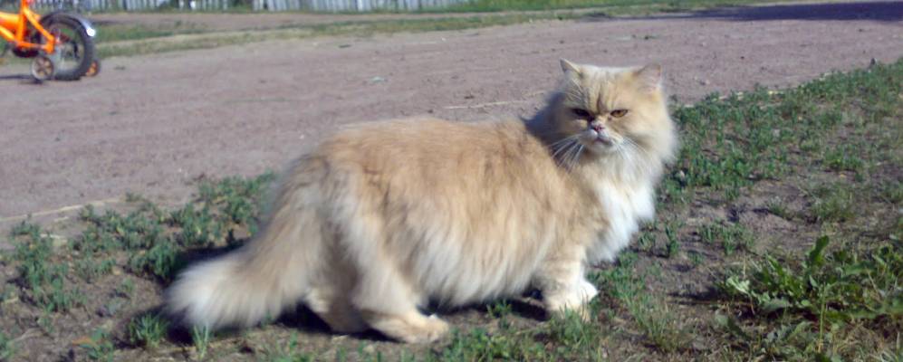 Фотография Щениева