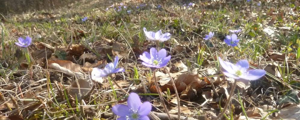 
            Фотография Боцингена