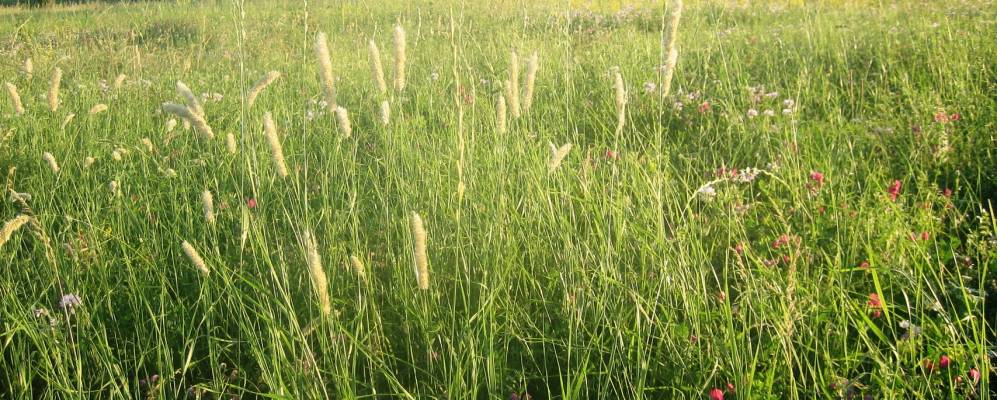 Фотография Гирина