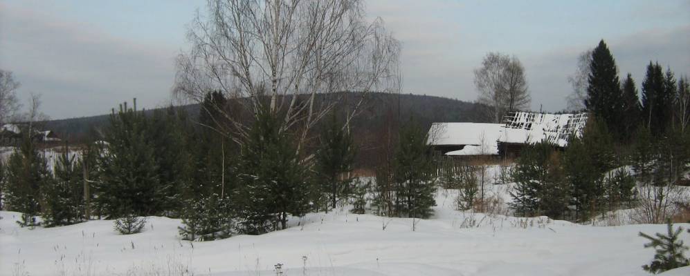 
            Фотография Черничного