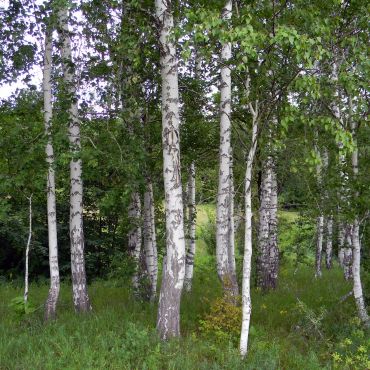 Владимировка