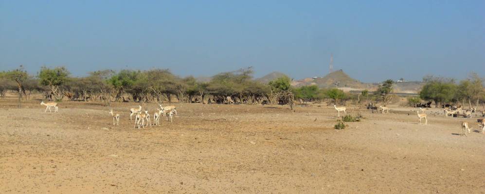 
            Фотография Да'сах