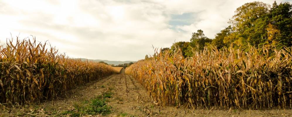 
            Фотография Целиньи 