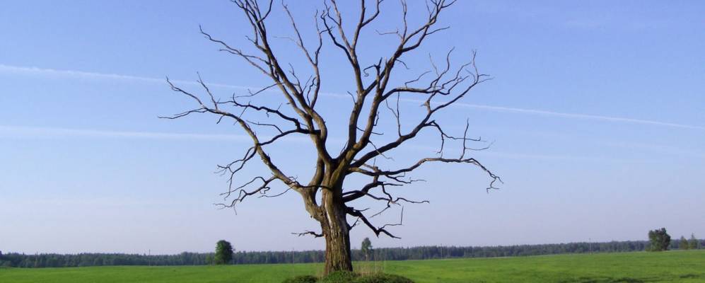 
            Фотография Перелесанки