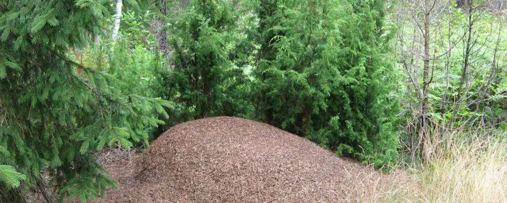 
            Фотография Бардино