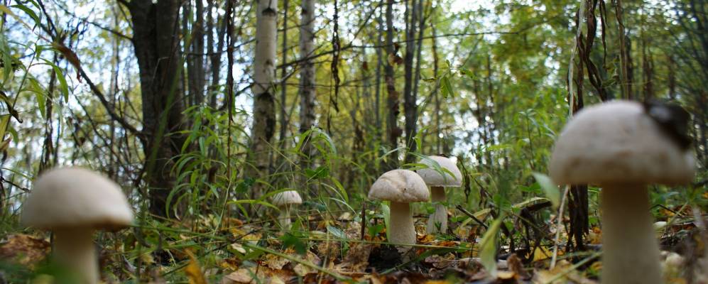 
            Фотография Виль-Шулая