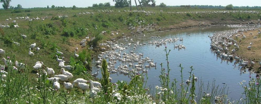 
            Фотография Войновки