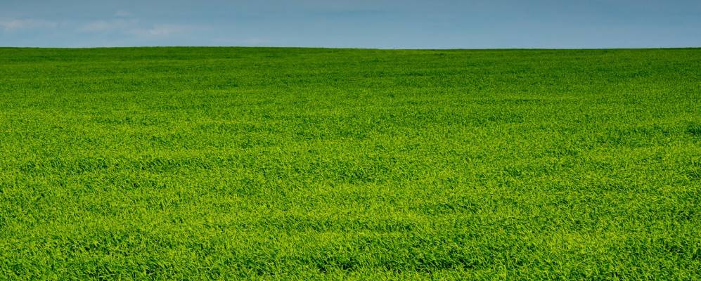 Фотография Тонгузино