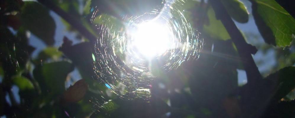 
            Фотография Кустери