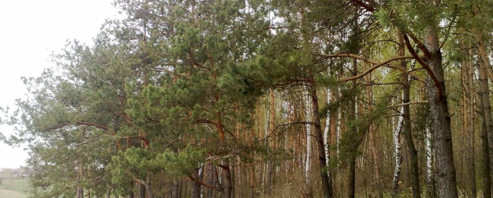 
            Фотография Осыково