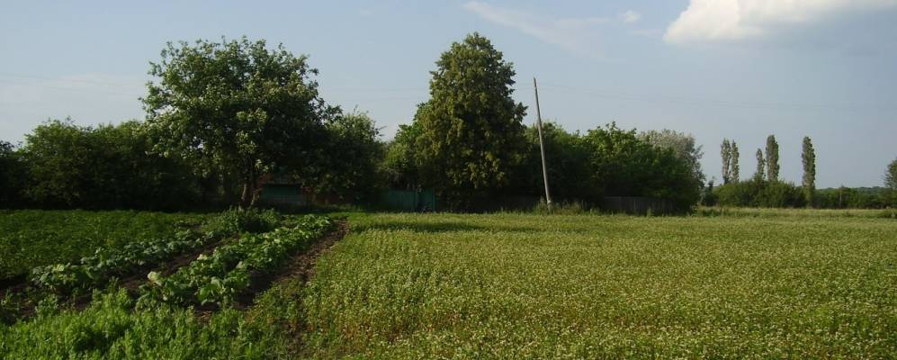 
            Фотография Вязового