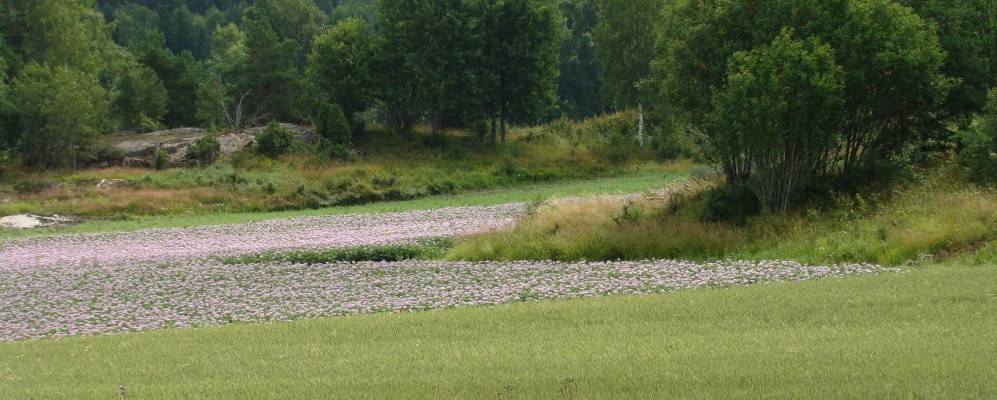 
            Фотография Экерё