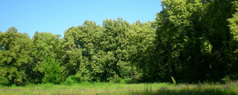 
            Фотография Пречистинки