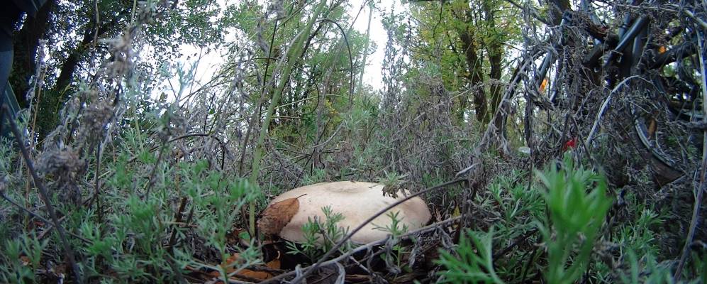 
            Фотография Инги