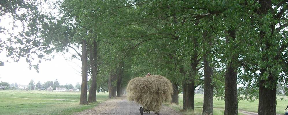 
            Фотография Городища