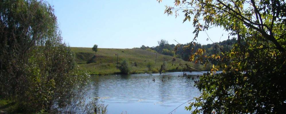 
            Фотография Черемухи