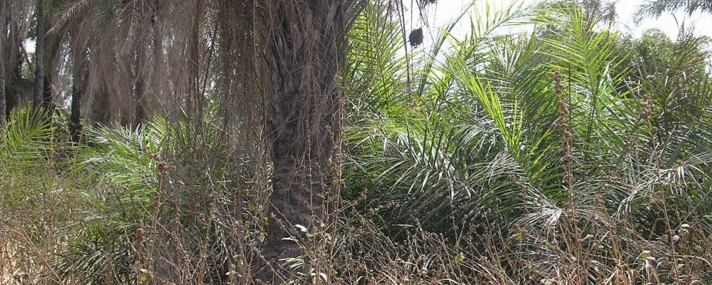 Фотография Кафунтин