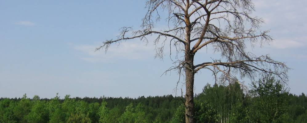 
            Фотография Клина