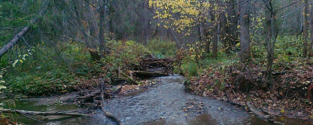 
            Фотография Сухобизярки