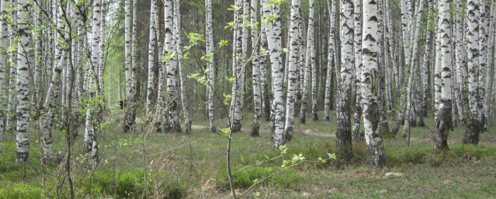 
            Фотография Темряшино