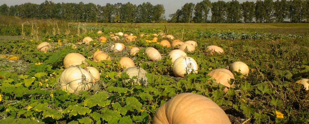 
            Фотография Соловьево