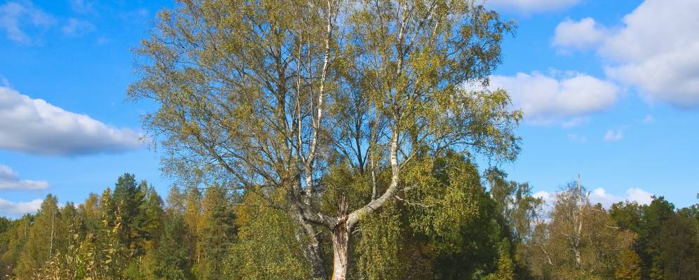 
            Фотография Гнилища