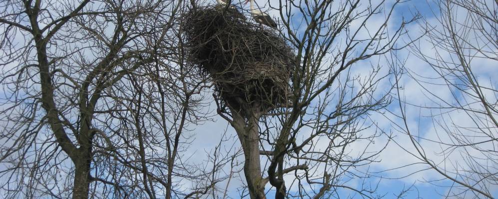 
            Фотография Грабина