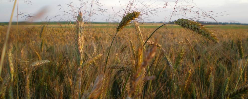 
            Фотография деревни Гулевичи