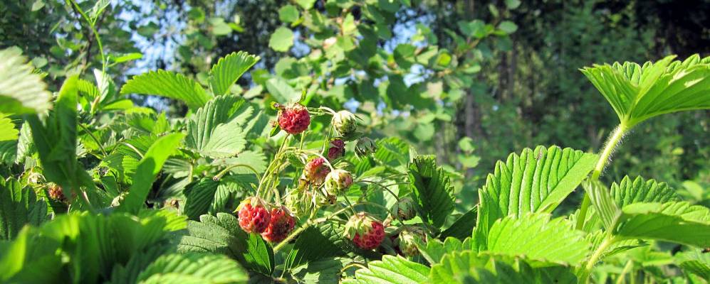 
            Фотография Зелёного Поля