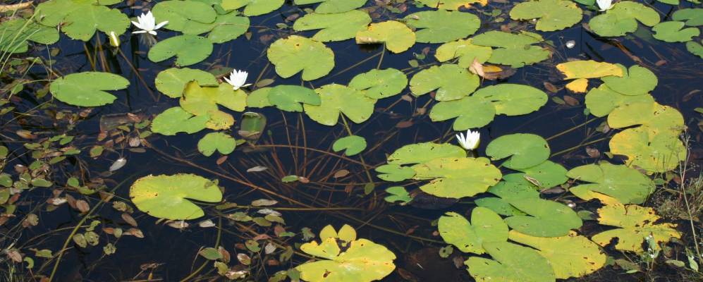 
            Фотография Соловьи