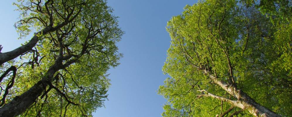 
            Фотография Пробаса