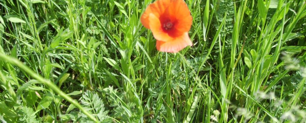 
            Фотография Сокола