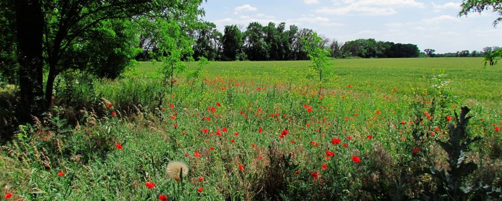 
            Фотография Вишневого