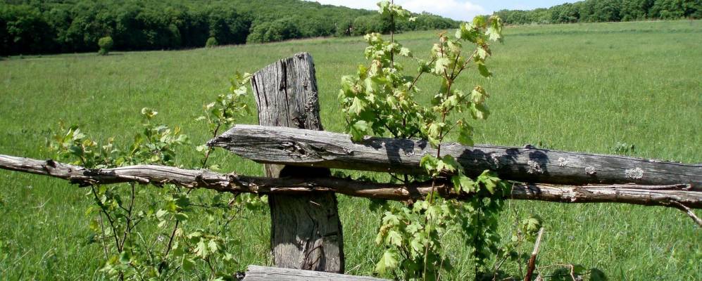 
            Фотография Крынцилова